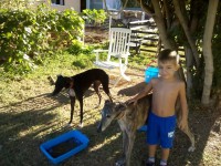 /album/fotogaleria-cuidador-de-perros/img-20150814-092503-jpg/