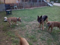 /album/fotogaleria-cuidador-de-perros/kira-jpg/