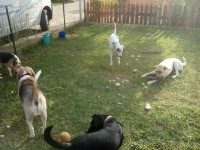 /album/fotogaleria-cuidador-de-perros/img-20150810-192922-jpg/