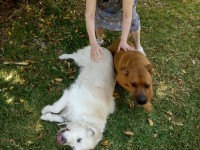 /album/fotogaleria-cuidador-de-perros/img-20150530-122654-jpg/